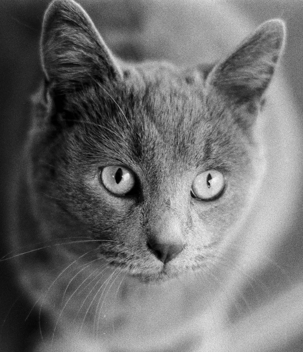 Dark mode cat