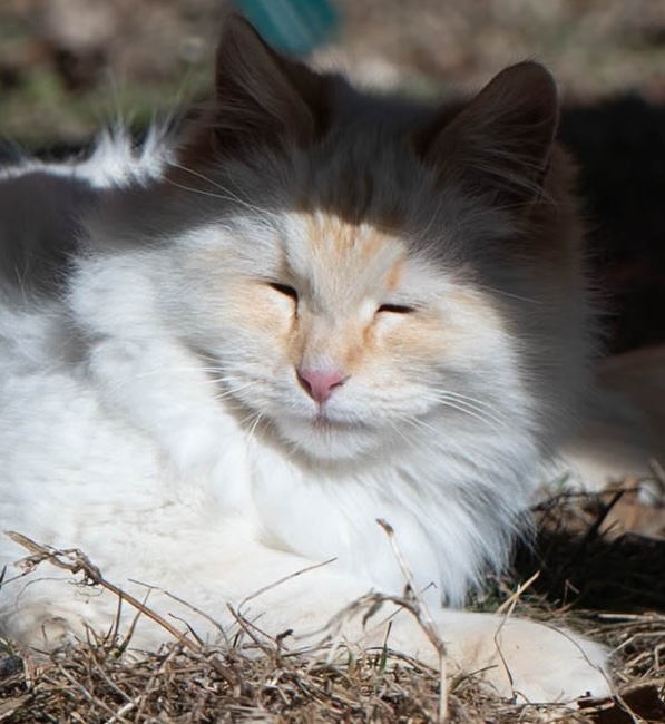 Light mode cat